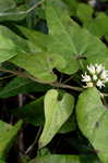 Climbing milkweed <BR>Honeyvine milkweed